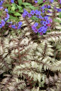 PEWTER LACE FERN