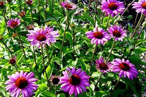 ELTON KNIGHT CONEFLOWER