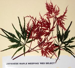 RED SELECT WEEPING JAPANESE MAPLE