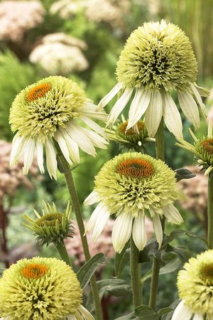 COCONUT LIME CONEFLOWER