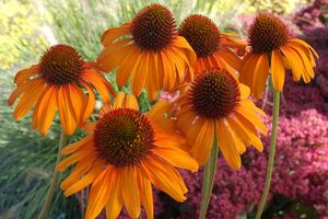 TIKI TORCH CONEFLOWER