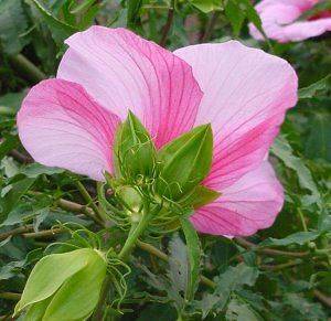 LADY BALTIMORE HARDY HIBISCUS