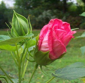 SWEET CAROLINE HARDY HIBISCUS