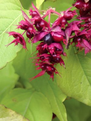 GOLDEN LANTERNS® PHEASANT BERRY