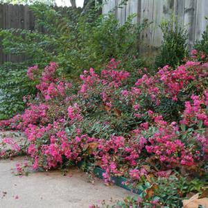 ROSEY CARPET CRAPEMYRTLE