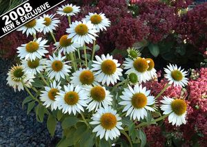 PURITY CONEFLOWER