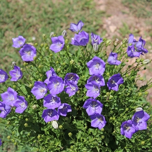 BLUE CLIPS BELLFLOWER