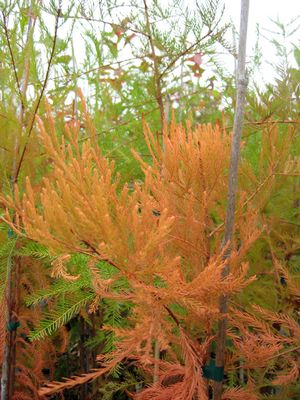 POND CYPRESS