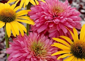 PINK POODLE CONEFLOWER