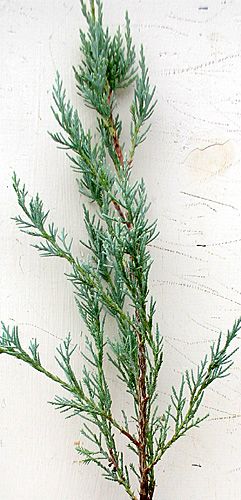 WELCHI JUNIPER
