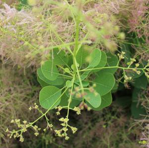 YOUNG LADY SMOKETREE