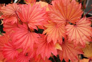 GOLDEN FULL MOON UPRIGHT JAPANESE MAPLE