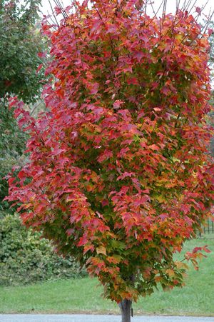 RED ROCKET MAPLE