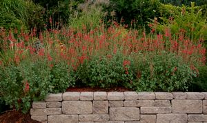 VERMILLION BLUFFS® MEXICAN SAGE