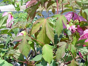 AQUARIAN FLEMING HARDY HIBISCUS