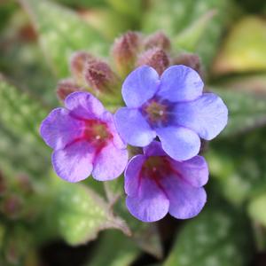TREVI FOUNTAIN LUNGWORT
