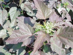 CROWN JEWELS FLEMING HARDY HIBISCUS