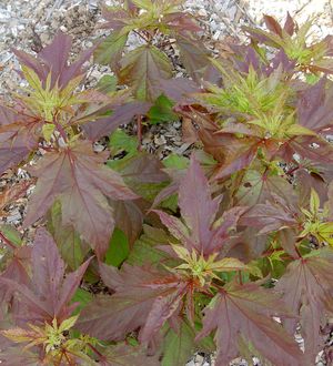 KOPPER KING FLEMING HARDY HIBISCUS