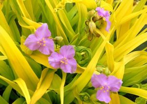 SUNSHINE CHARM SPIDERWORT