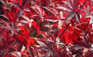 RED EMPEROR UPRIGHT JAPANESE MAPLE