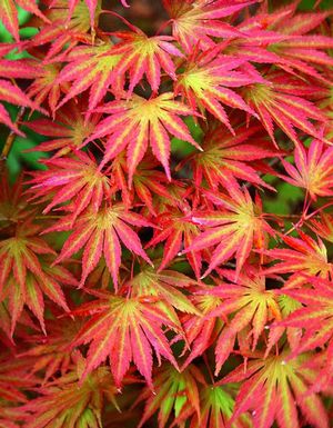 SENSU FULL MOON UPRIGHT JAPANESE MAPLE
