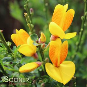 MADAME BUTTERFLY SCOTCH BROOM