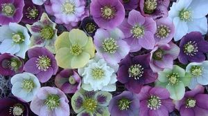 ROYAL HERITAGE LENTEN ROSE