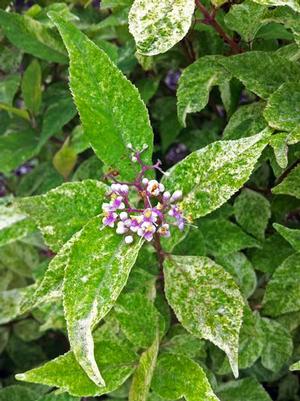 WINE SPRITZER™ BEAUTYBERRY