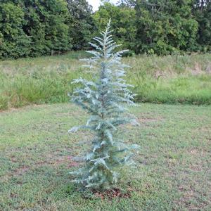 STERLING FROST™ DEODAR CEDAR