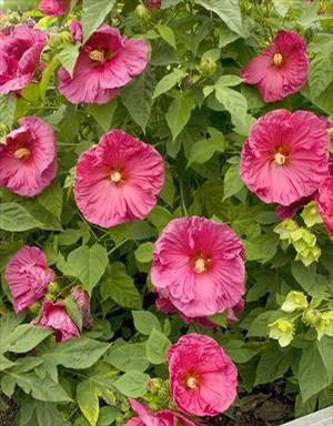 JAZZBERRY JAM HARDY HIBISCUS