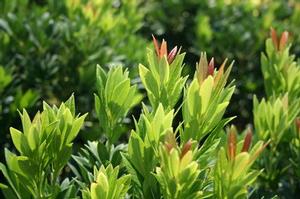 SOUTHERN LADY® PIERIS