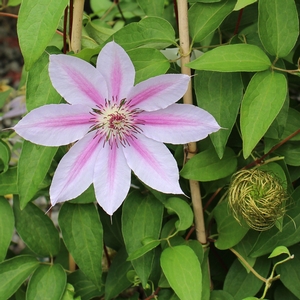 NELLY MOSER CLEMATIS