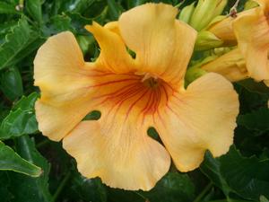 SUMMER JAZZ™ SUNRISE GOLD TRUMPET VINE