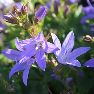 BLUE WATERFALL BELLFLOWER