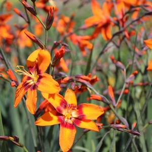 EMILY MCKENZIE MONTBRETIA