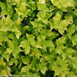 CASTLE GOLD™ BLUE HOLLY