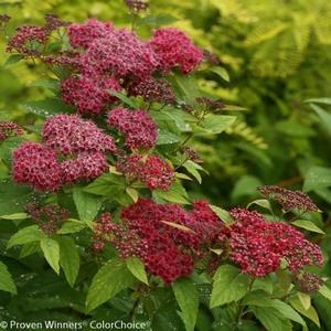 DOUBLE PLAY® RED SPIRAEA