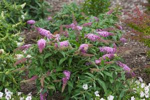 PUGSTER PINK® BUTTERFLY BUSH