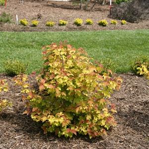 OH CANADA™ CRANBERRY BUSH