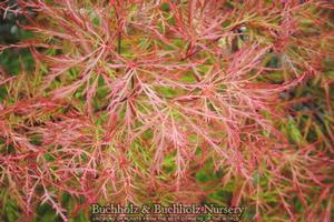 CHANTILLY LACE WEEPING JAPANESE MAPLE