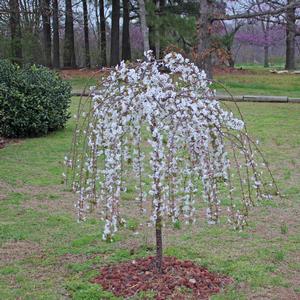 SNOW FOUNTAIN WEEPING FLOWERING CHERRY
