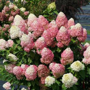 QUICK FIRE FAB® HYDRANGEA