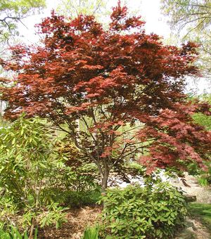 RED UPRIGHT JAPANESE MAPLE
