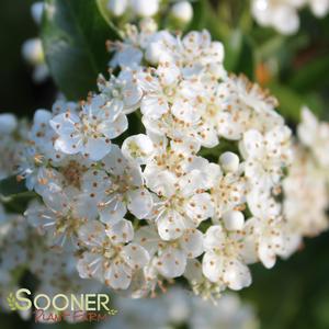 MOHAVE PYRACANTHA