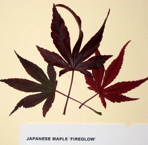 FIREGLOW UPRIGHT JAPANESE MAPLE