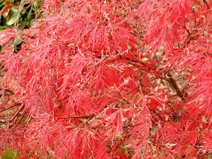 EVER RED WEEPING JAPANESE MAPLE