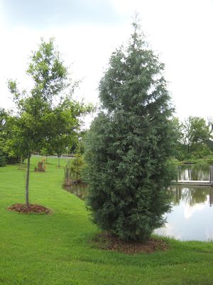 COOK'S PEAK ARIZONA CYPRESS