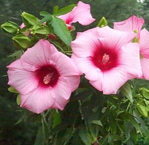 LADY BALTIMORE HARDY HIBISCUS