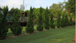 ROBUSTA GREEN JUNIPER