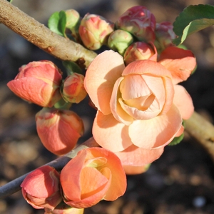 CAMEO FLOWERING QUINCE